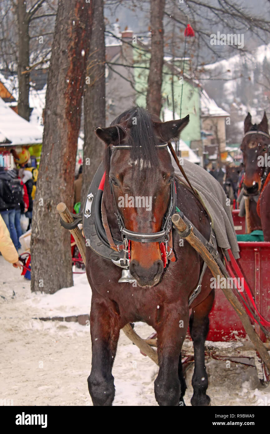 Braunes Pferd auf Krupowki Straße in Zakopane im Winter, Polen Stockfoto