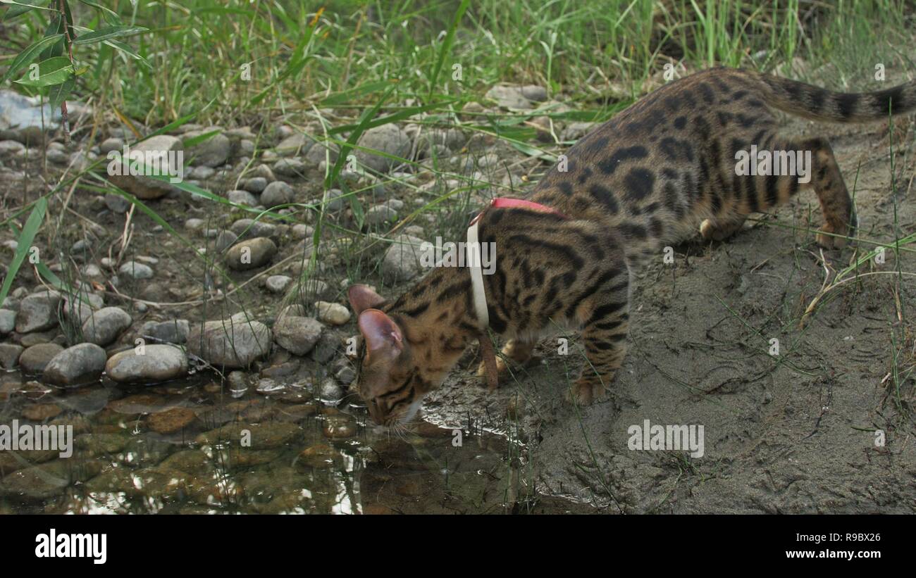 Ein cat Bengal Spaziergänge auf dem grünen Rasen. Bengalen kitty lernt  entlang in den Wald zu gehen. Asian Leopard Cat versucht, Gras zu  verstecken. Reed domestizierte Katze in der Natur. Hauskatze am