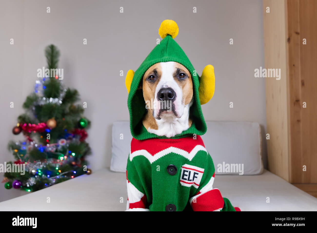 Lustige Staffordshire Terrier Hund mit ernsten Gesicht in 'hässlich Weihnachten Pullover". Süßer Hund sitzt in elf Kostüm im Schlafzimmer mit Tannenbaum dekoriert Stockfoto