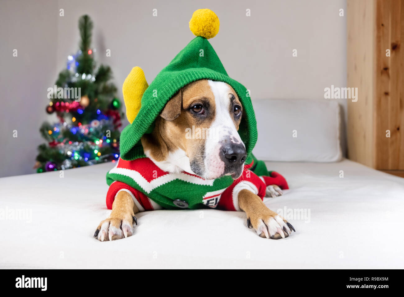 Lustige Staffordshire Terrier Hund mit ernsten Gesicht in 'hässlich Weihnachten Pullover". Süßer Hund in elf Kostüm auf dem Bett im Zimmer mit Tannenbaum dekoriert Stockfoto