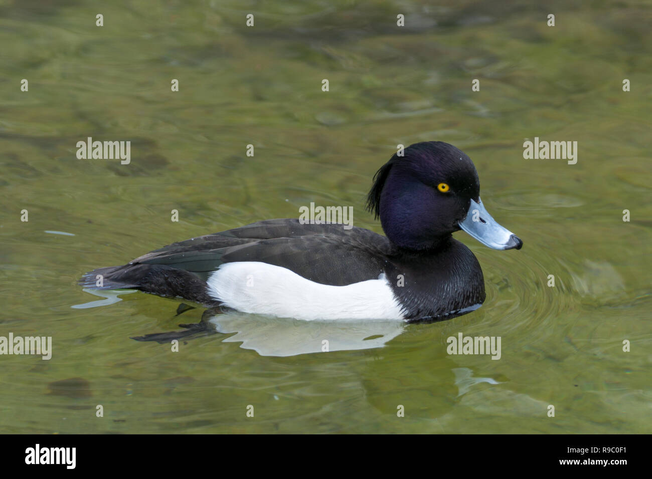 Cloes-Up eines schwimmenden Ente an einem sonnigen Tag - Drake Mallard Stockfoto