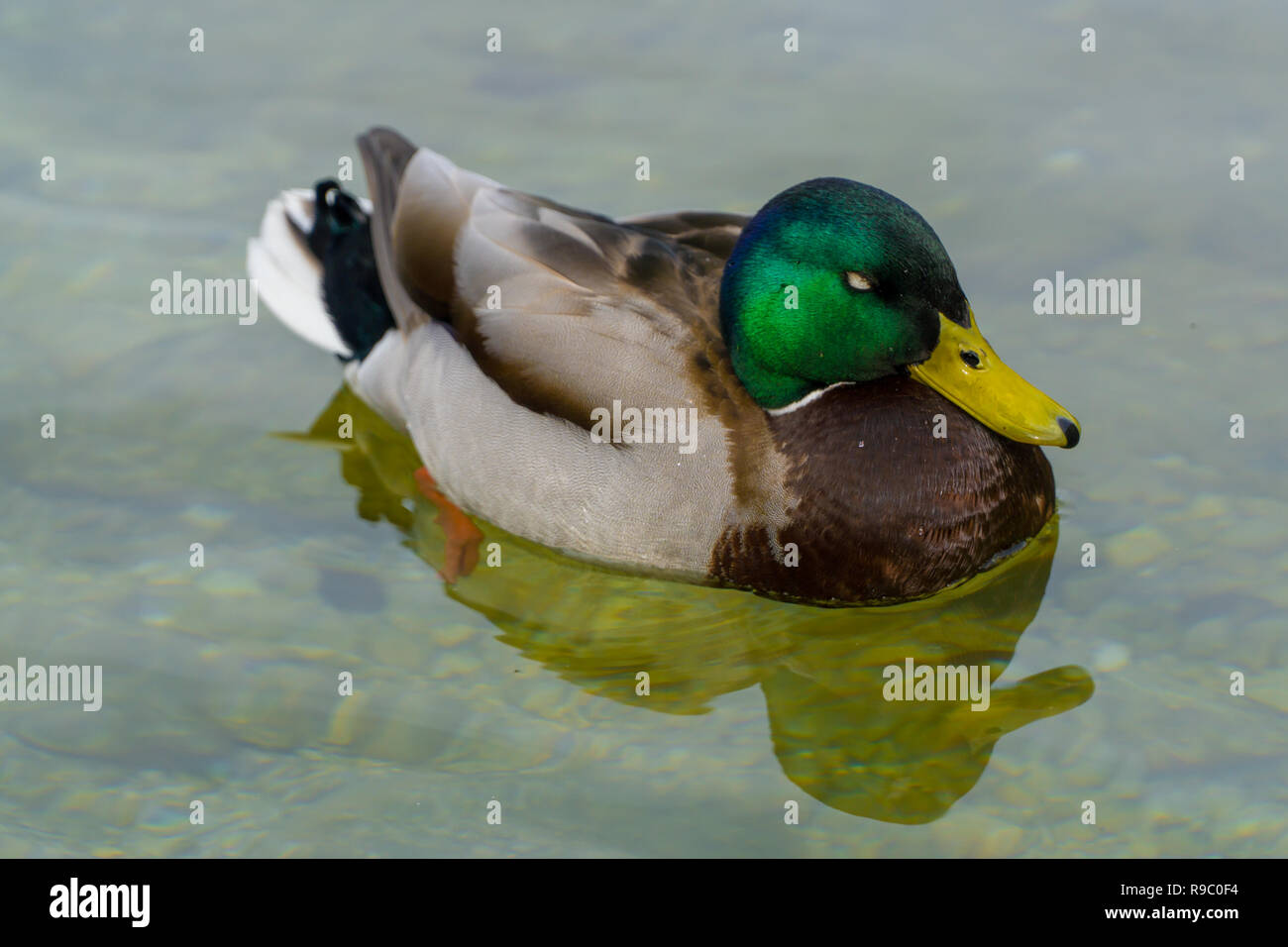 Cloes-Up eines schwimmenden Ente an einem sonnigen Tag - Drake Mallard Stockfoto