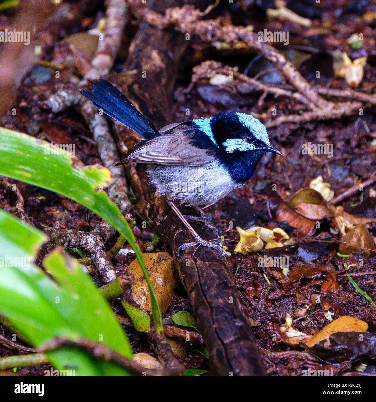 Männliche Super Fairy Wren - O'Reilly's Rainforest Retreat, Green Mountains National Park Stockfoto