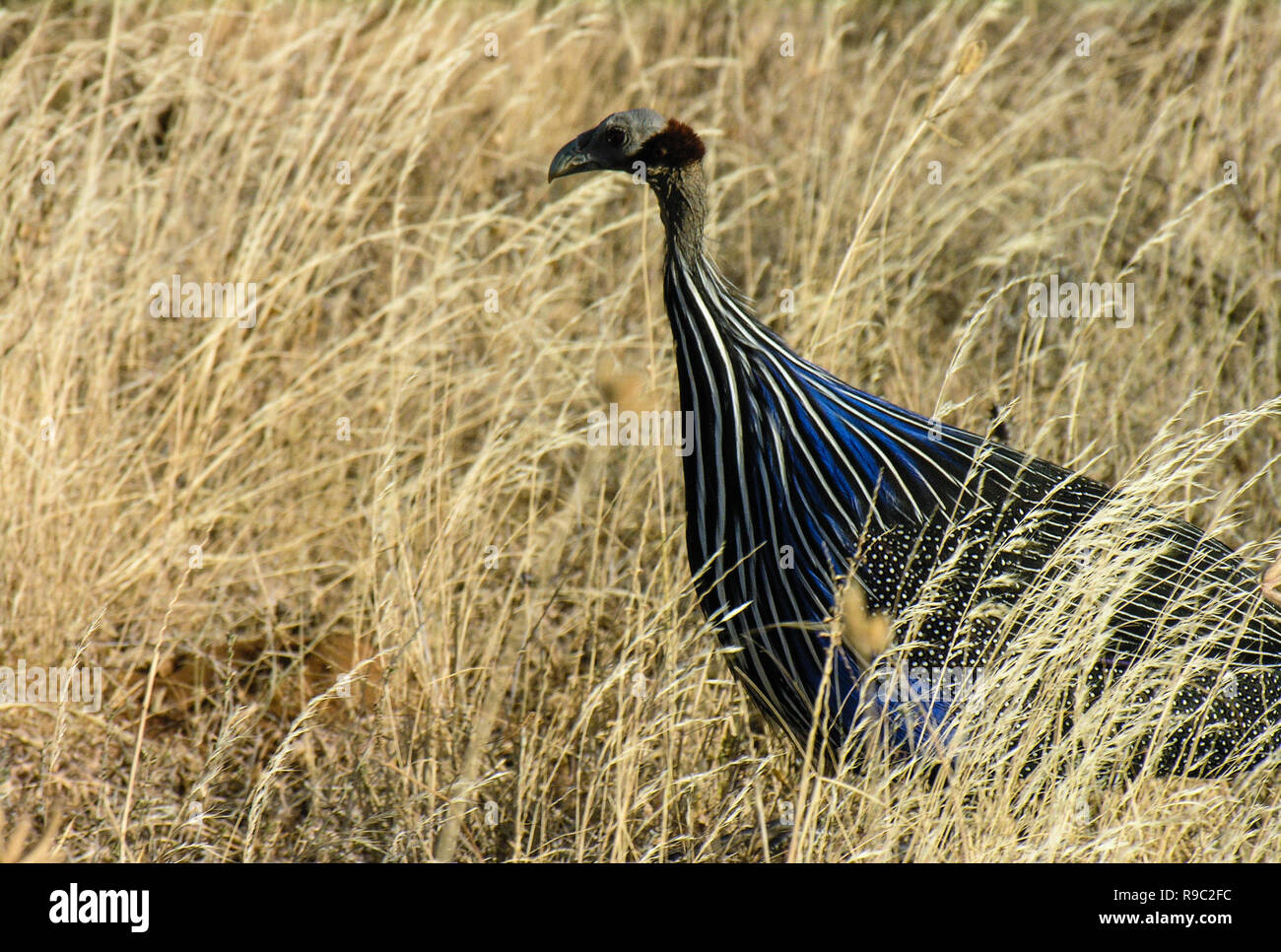 Vulturine Perlhühner, (Acryllium vulturinum), Samburu National Reserve, Kenia Stockfoto