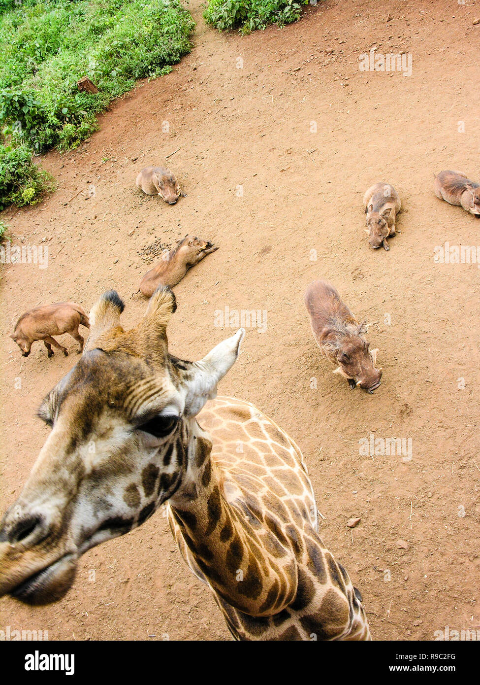 In der Nähe von Giraffe Kopf mit phacochoerus im Hintergrund, Kenia Stockfoto