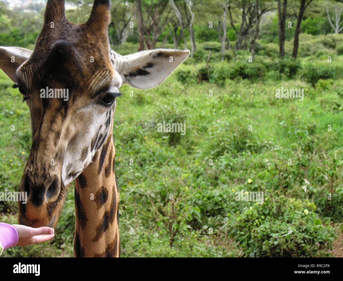 In der Nähe von Giraffe Kopf während der Fed Stockfoto