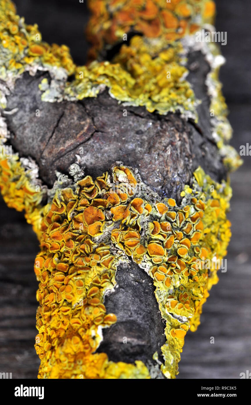 Orange flechten xanthoria polycarpa auf einem Zweig Stockfoto