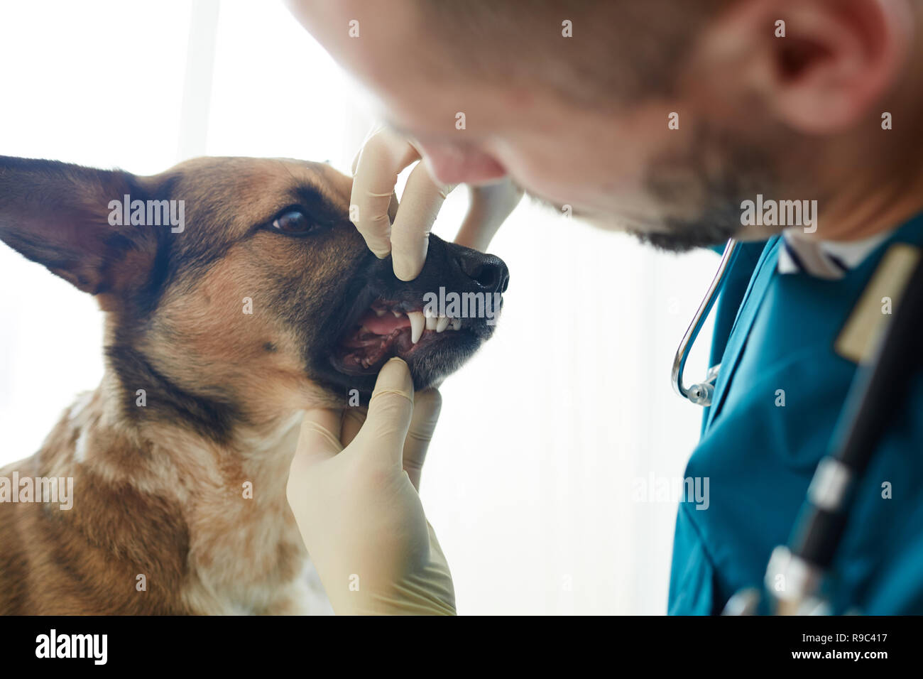 Prüfung der Zähne des Hundes Stockfoto