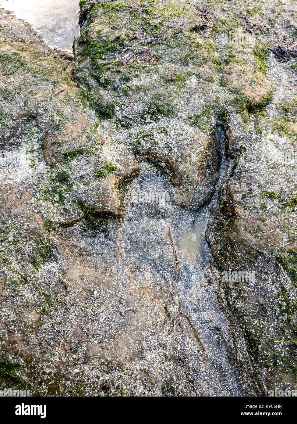 Die berühmten Fußabdrücke von Dinosauriern zu einem corran Strand von staffin auf die Isle of Skye - Schottland Stockfoto