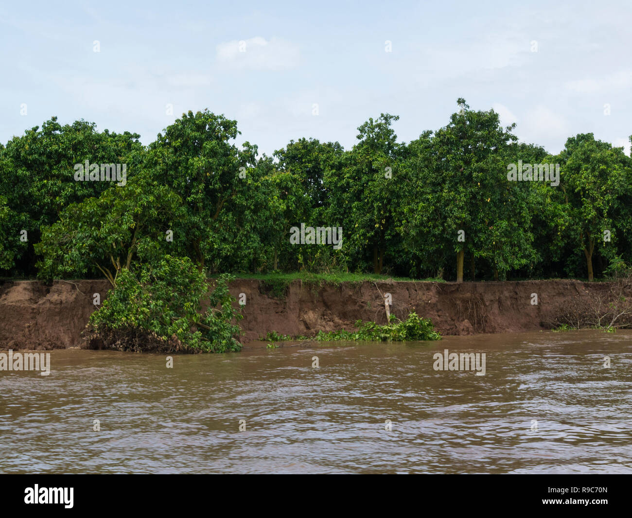 Bäume der Obstplantage in Mekong fallen, wie Flussufer wird von starken Gezeiten von Chau Doc nach Phnom Penh Vietnam gesehen Fähre Cambod erodiert Stockfoto