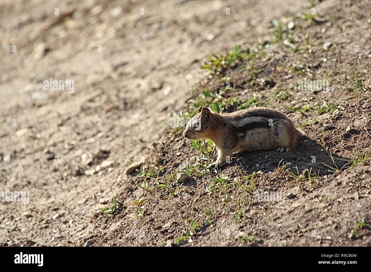 Der Red-tailed Chipmunk (Neotamias ruficaudus) ist eine Nagetierart aus der Familie Sciuridae. Stockfoto