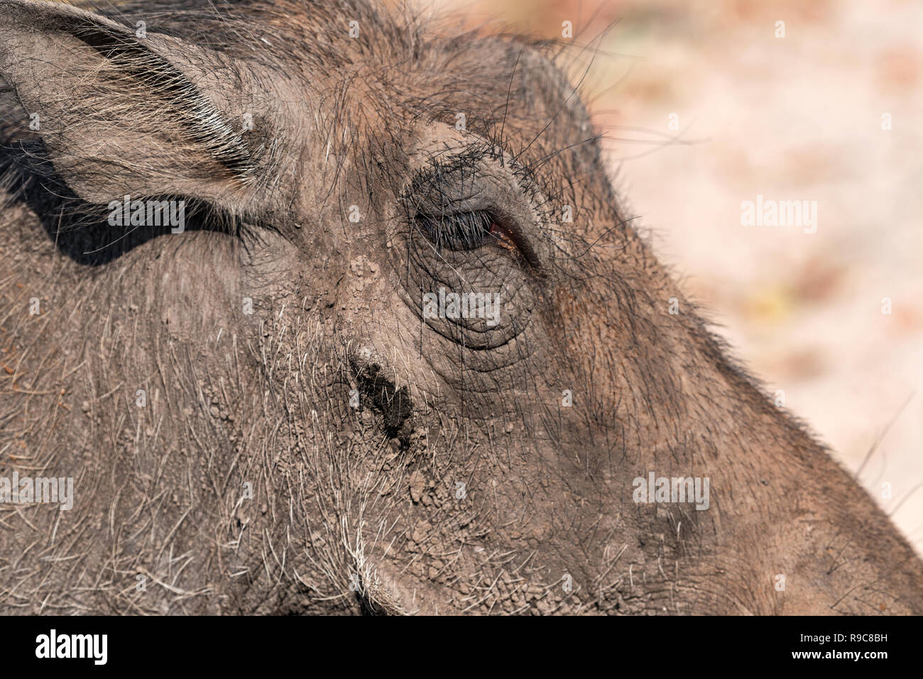 Gemeinsame Warzenschwein, close-up der Tiere in der Natur Lebensraum der Chobe National Park, Botswana Stockfoto