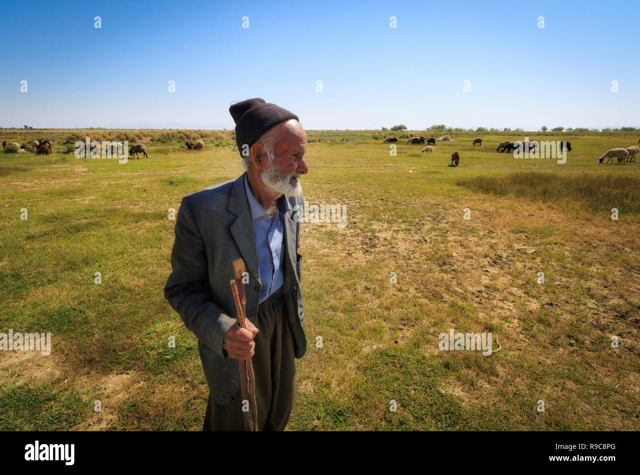 Eine alte Hirten mit seinen Schafen auf der Weide Stockfoto