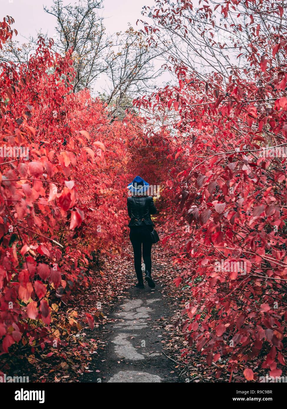 Wundervolle Frau in eine Lederjacke, blaue Mütze und Schal zu Fuß durch die rote Park im Herbst. Eine lange Allee mit leuchtend roten Blätter, und eine weibliche Ri Stockfoto