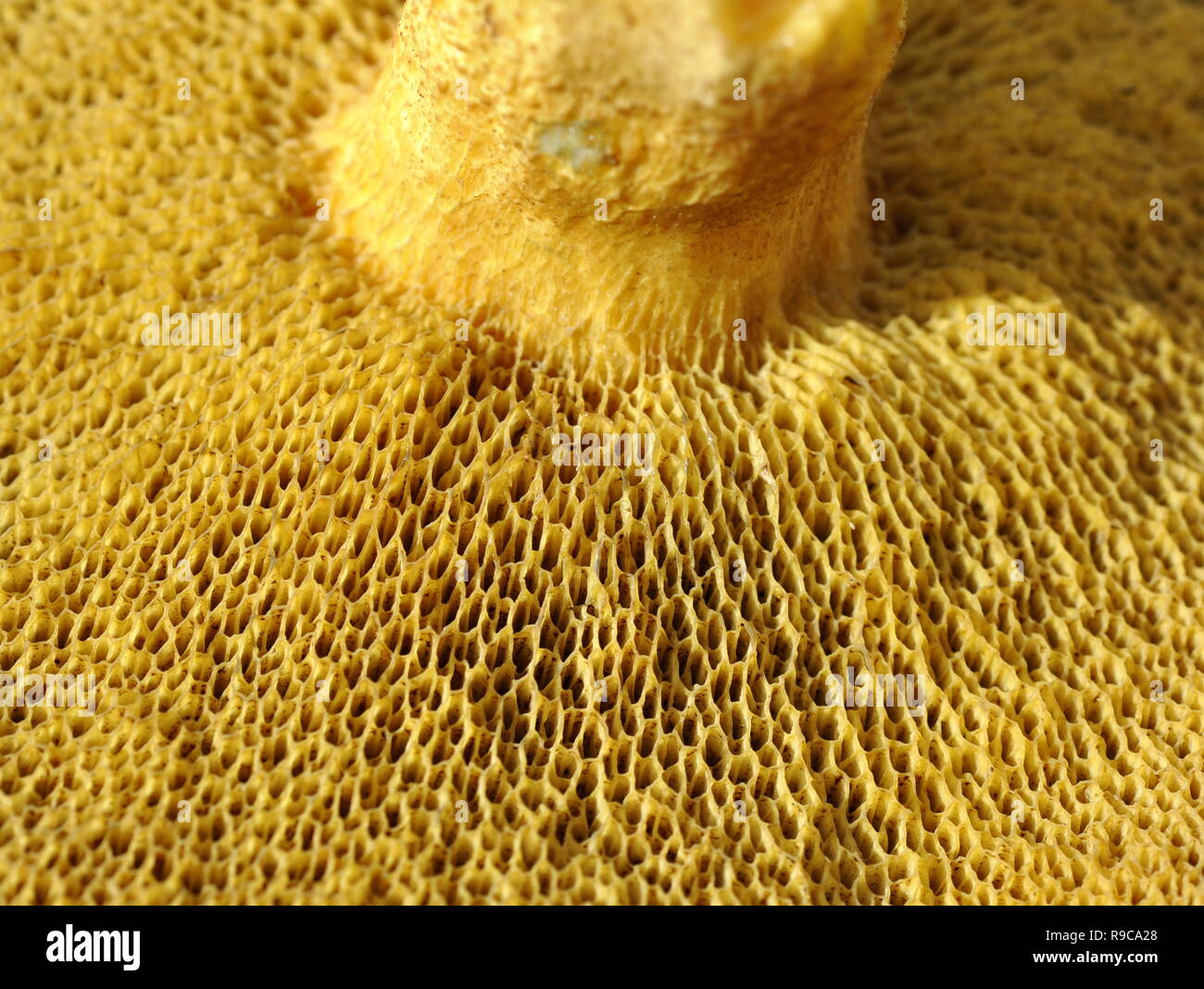 Nahaufnahme auf das schwammige Poren auf einem polypore Suillus Pilz Stockfoto
