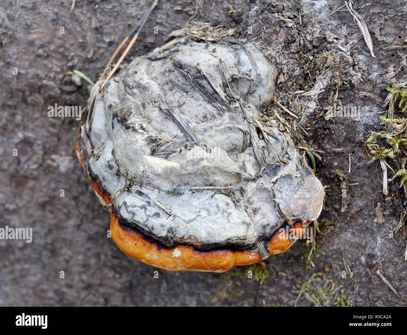 Rot-Riemen conk Fomitopsis pinicola wächst auf einer Amtsleitung Stockfoto