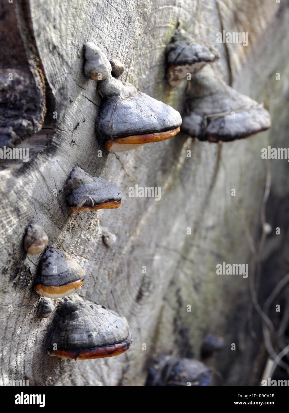 Rot-Riemen conk Fomitopsis pinicola wächst auf einer Amtsleitung Stockfoto