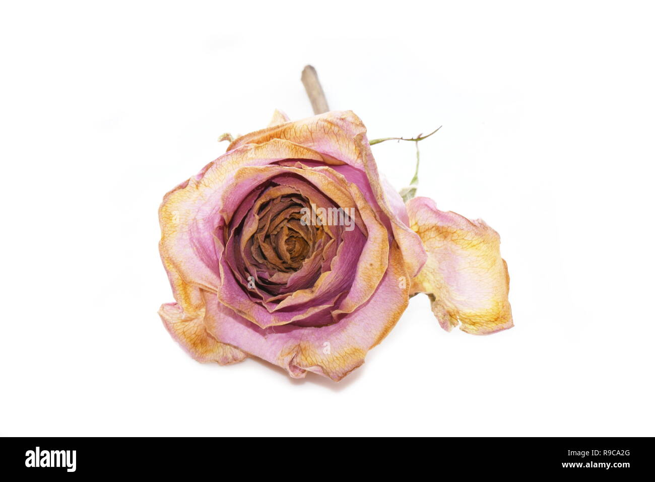 Getrocknete blass rosa verwelkte Rose auf weißem Hintergrund Stockfoto