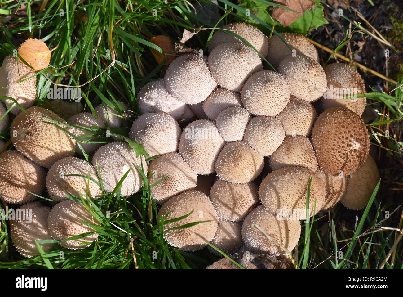 Große Gruppe der Gemeinsamen puffball Pilz Lycoperdon perlatum wachsen auf Waldboden Stockfoto
