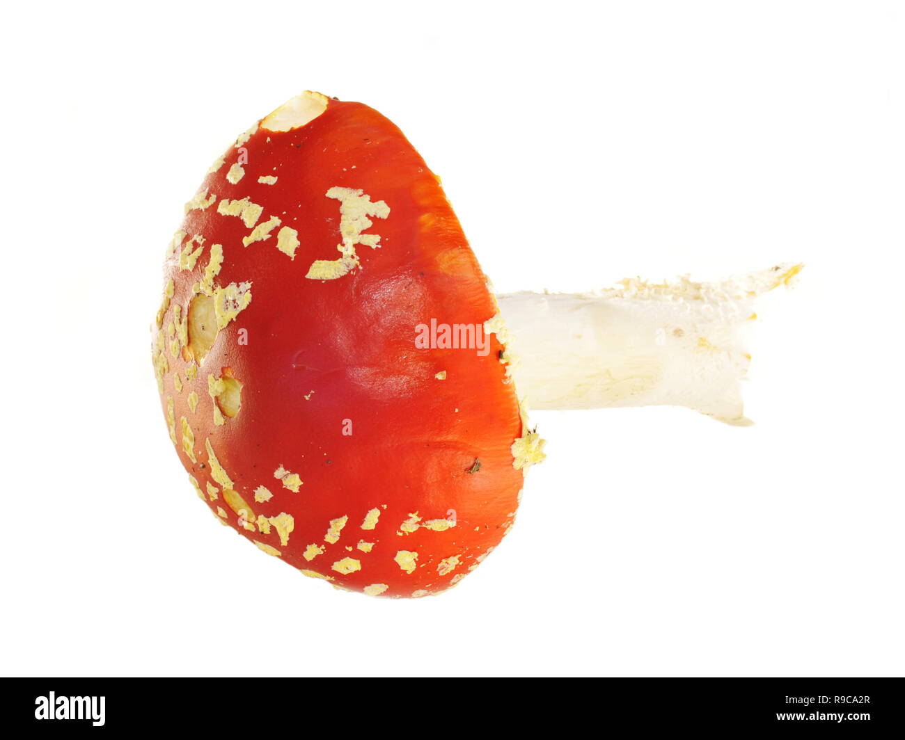 Red fly agaric Pilz isoliert auf weißem bakground Stockfoto