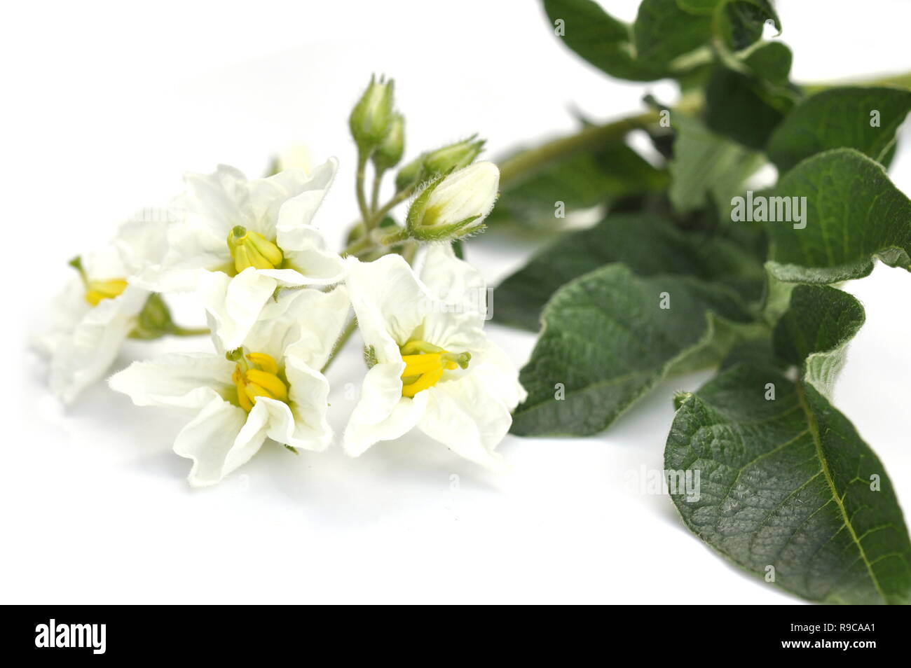 Weiße Blumen auf einer kartoffelpflanze auf weißem Hintergrund Stockfoto