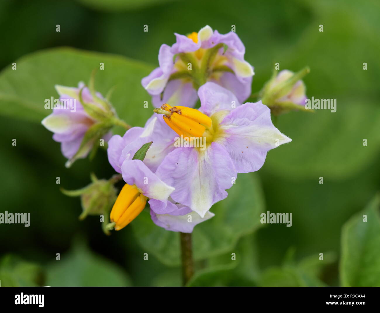 Lila Blüten auf einer Kartoffel Solanum tuberosum Anlage in einem Feld Stockfoto