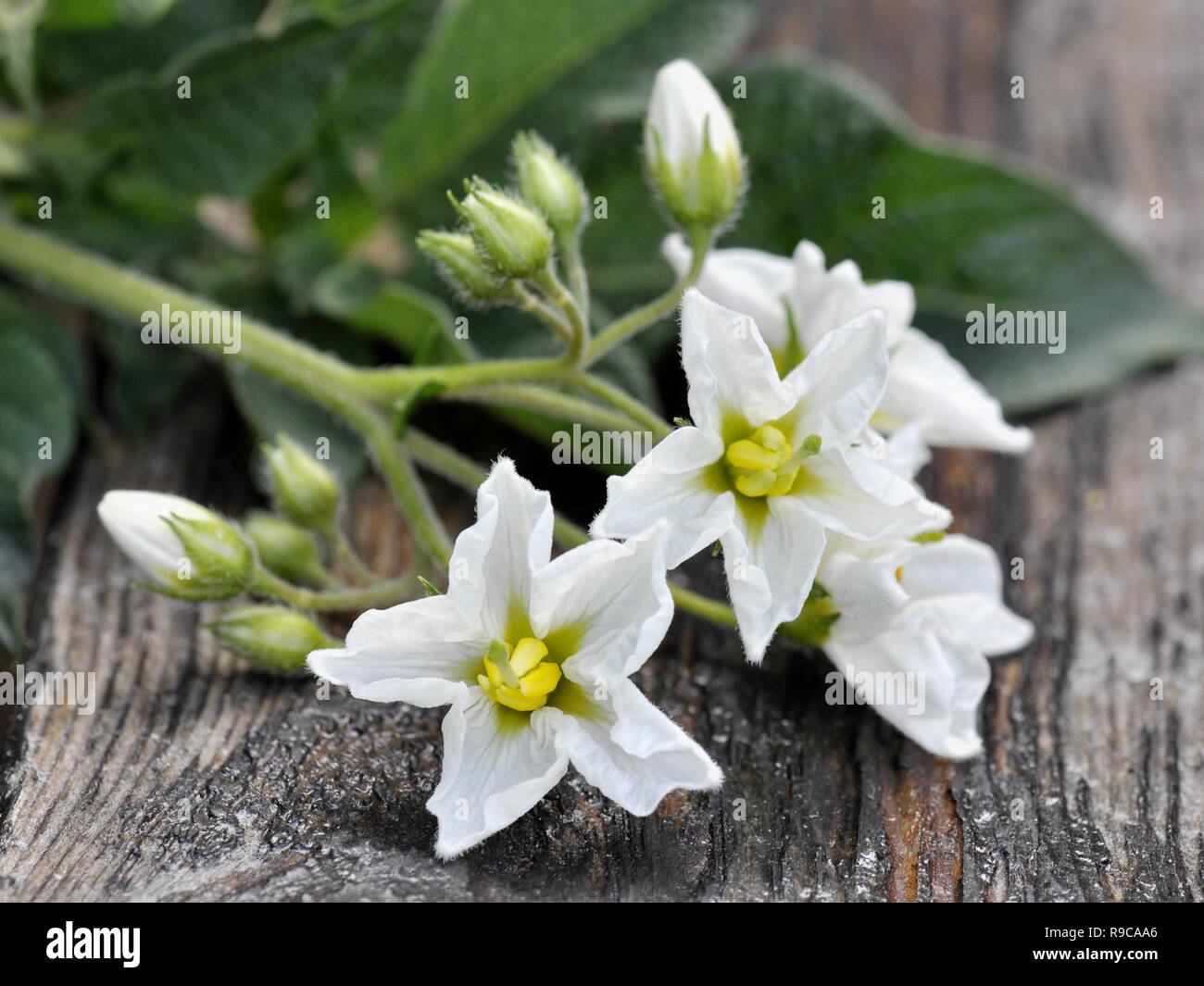 Weiße Blumen auf einer kartoffelpflanze Solanum tuberosum auf einem Tisch Stockfoto