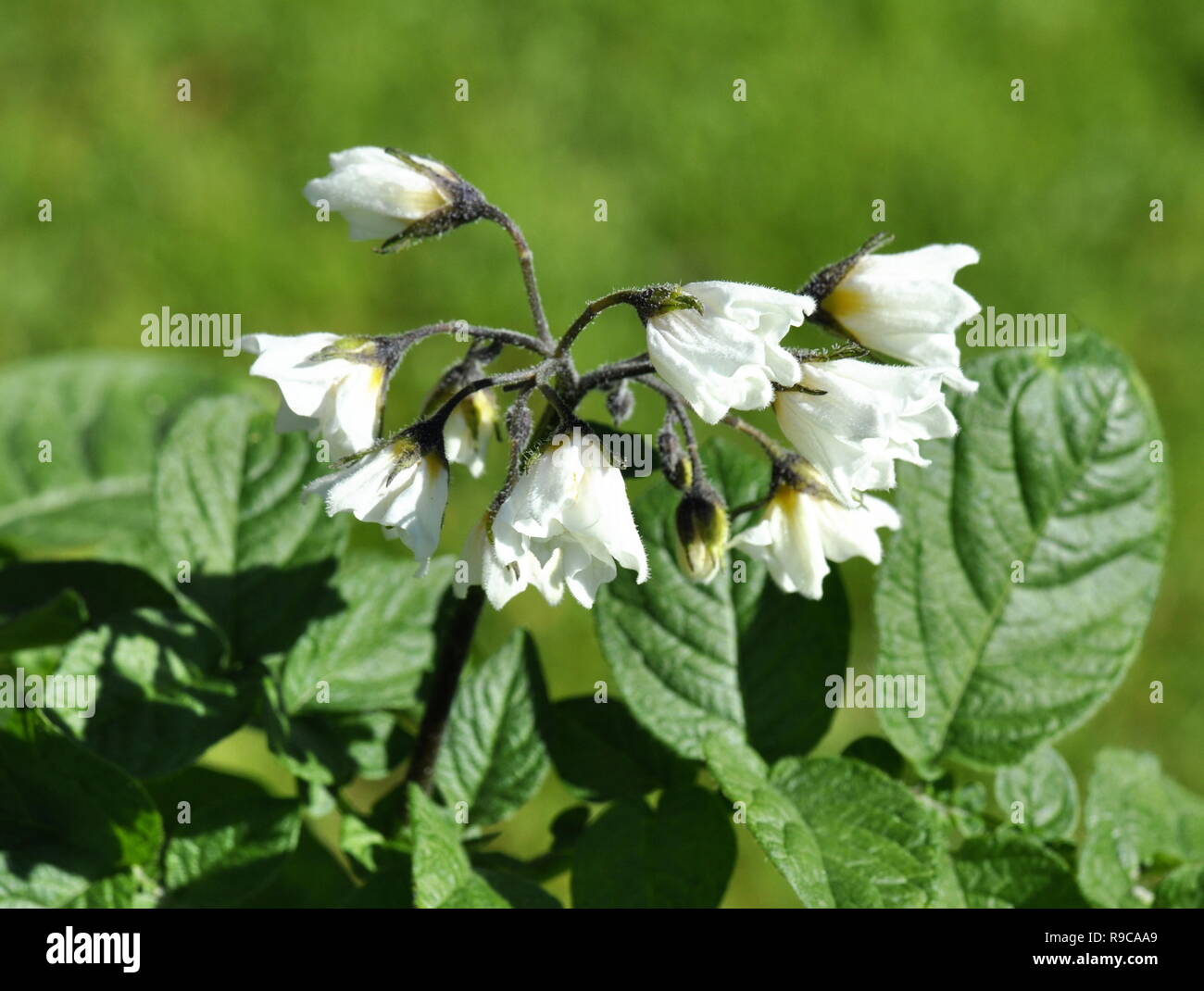 Weiße Blumen auf einer kartoffelpflanze Stockfoto
