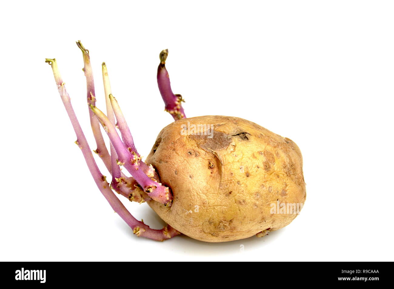 Sprießen Kartoffel auf weißem Hintergrund Stockfoto