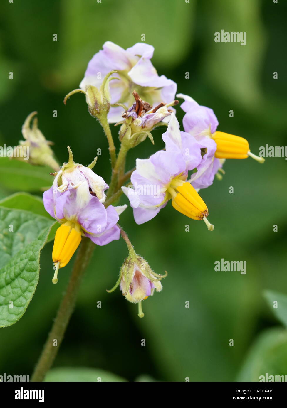 Lila Blüten auf einer Kartoffel Solanum tuberosum Anlage in einem Feld Stockfoto