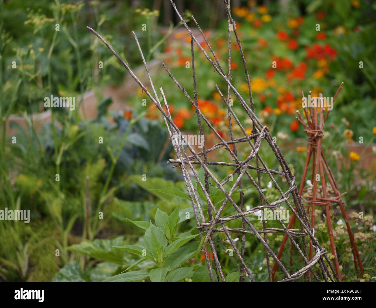 Permakultur Garten mit Bohnen und Blumen Stockfoto