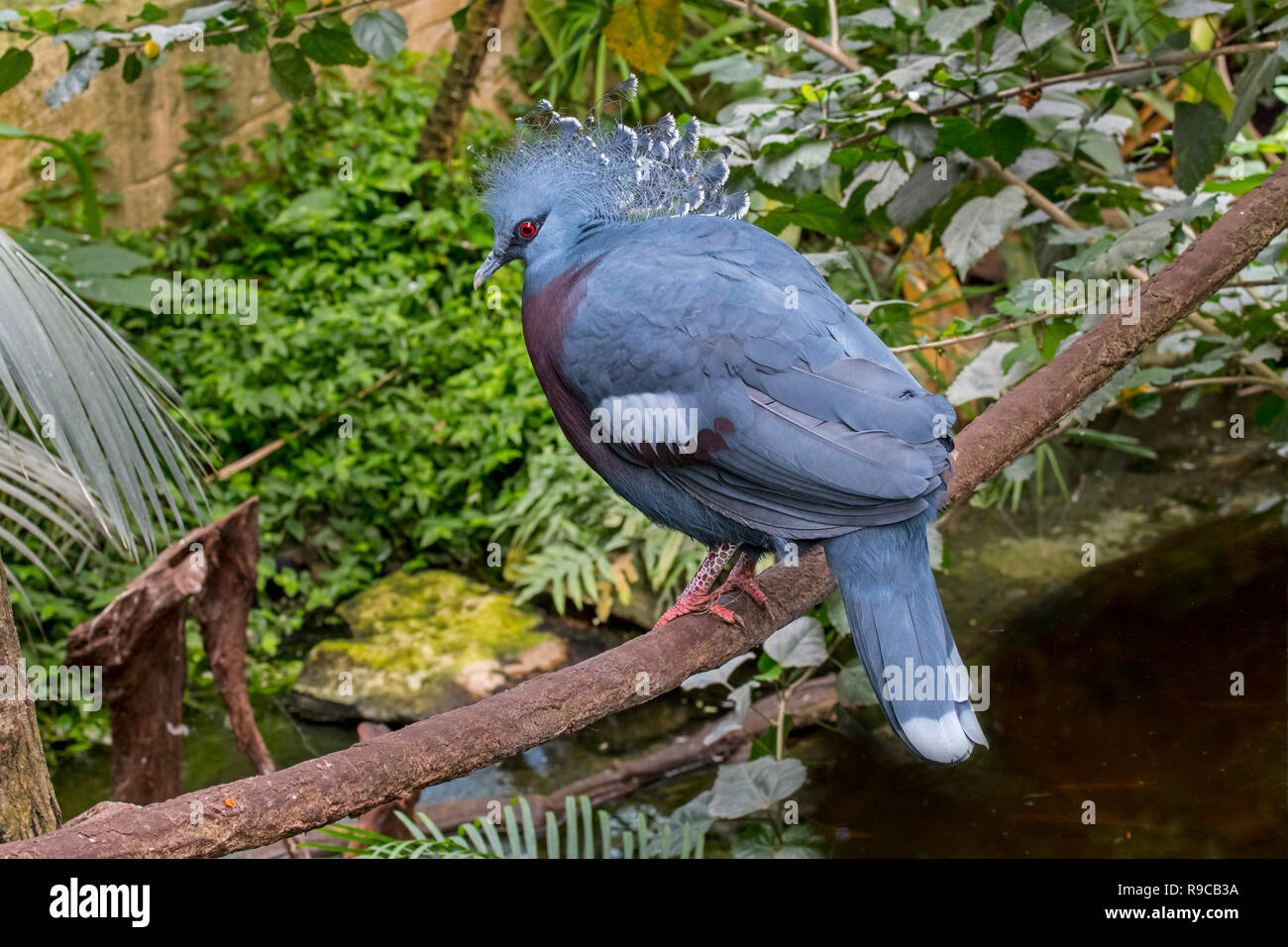 Western gekrönt gekrönt Taube Taube/common/blau gekrönt Taube (Goura cristata) native zu den Regenwäldern von Papua, Indonesien, Neuguinea Stockfoto