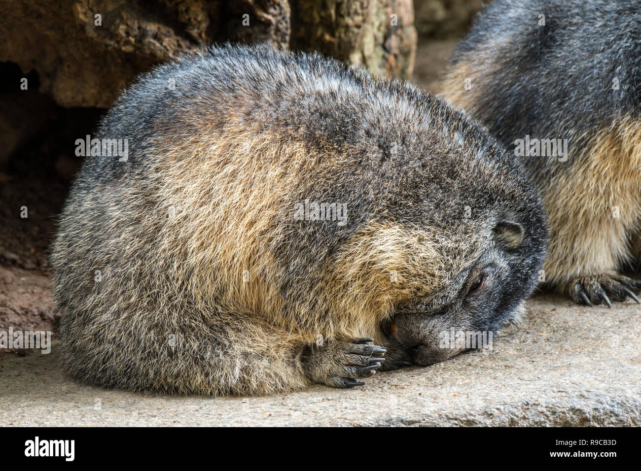 Junge Alpine Murmeltier (Marmota marmota) schlafend zusammengerollt auf Felsen in den Bergen Stockfoto