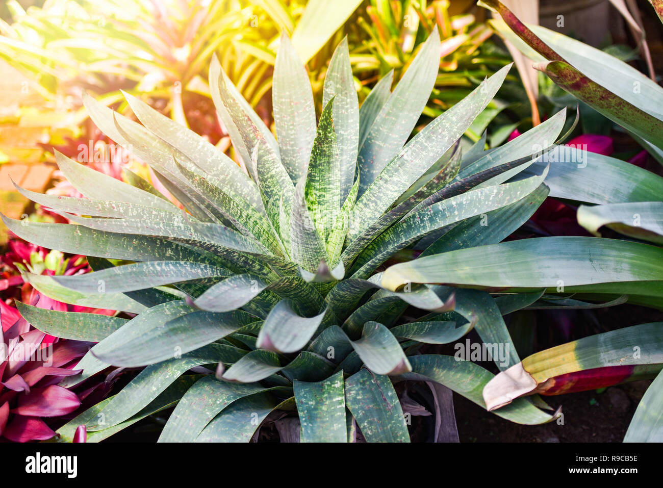 Grne Bltter groe Bromelie Garten bunt gestreifte Bromelie Blume blhen  in den Kindergarten Farm Anlage green house Hintergrund/Aechmea fasciata  Brom Stockfotografie - Alamy
