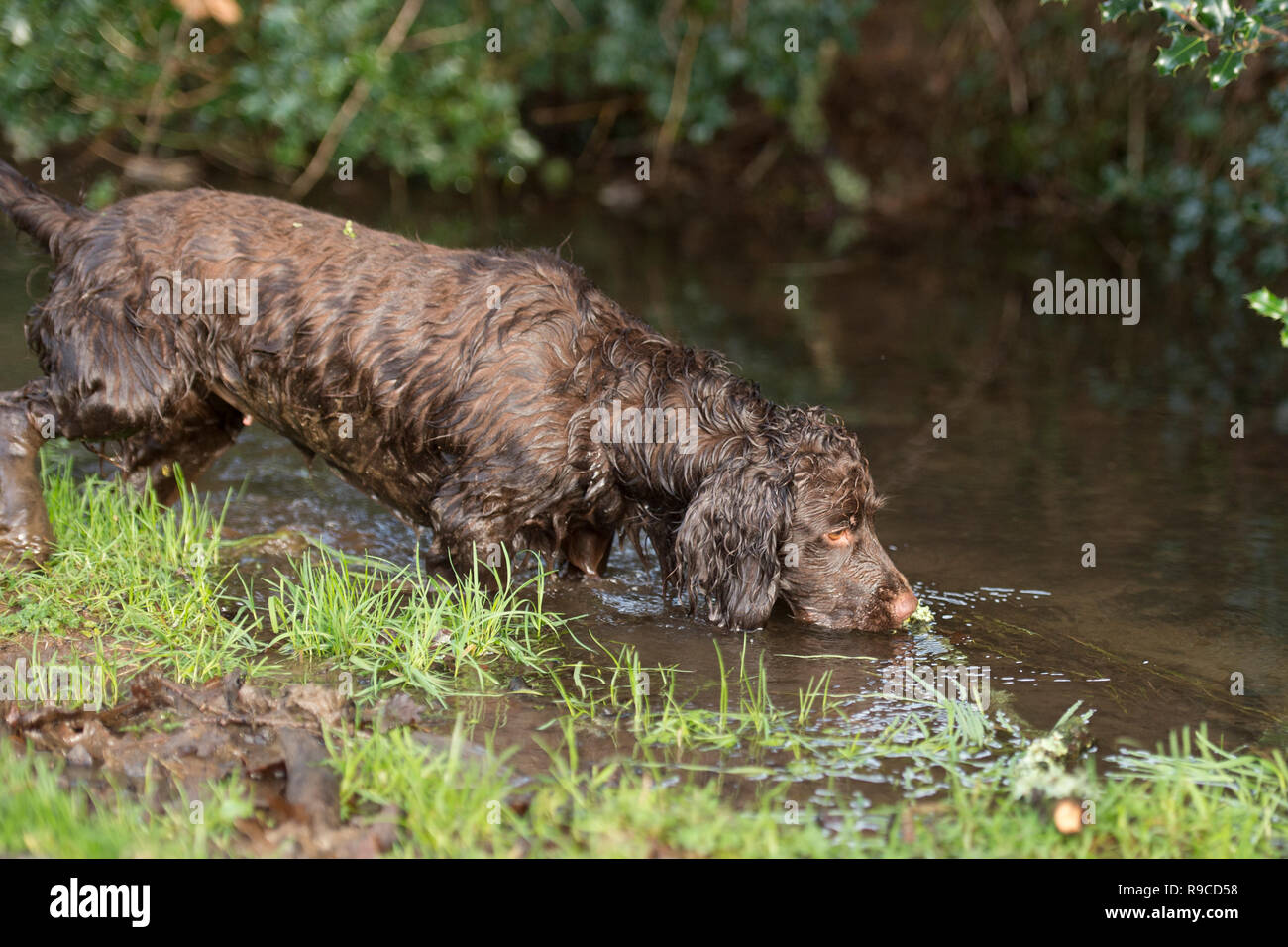 Cocker Spaniel bekommt einen Drink vom Bach Stockfoto