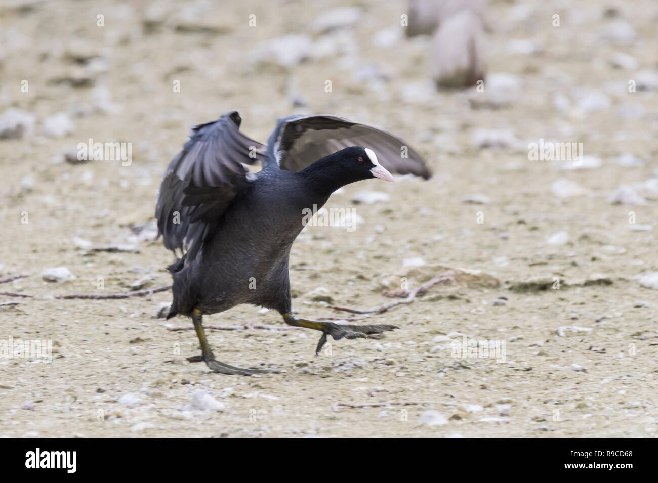 Seitenansicht eines Vogels Blässhuhn (Fulica atra) über dem Boden im Herbst in West Sussex, England, UK. Stockfoto