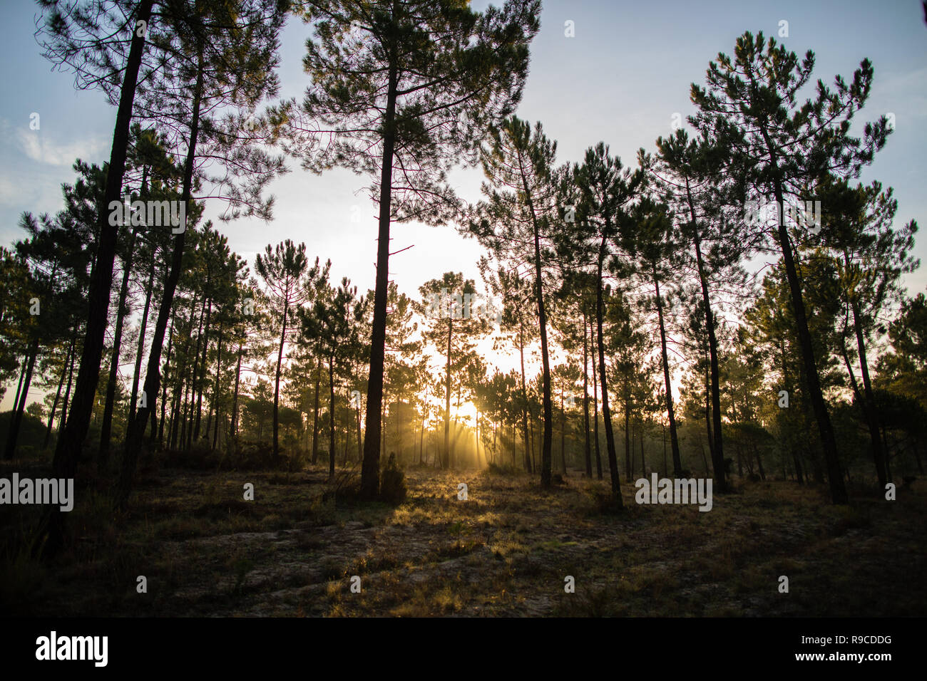 Die maritimen Kiefernwaldes gebadet in der Morgendämmerung Sonnenlicht in Comporta Stockfoto