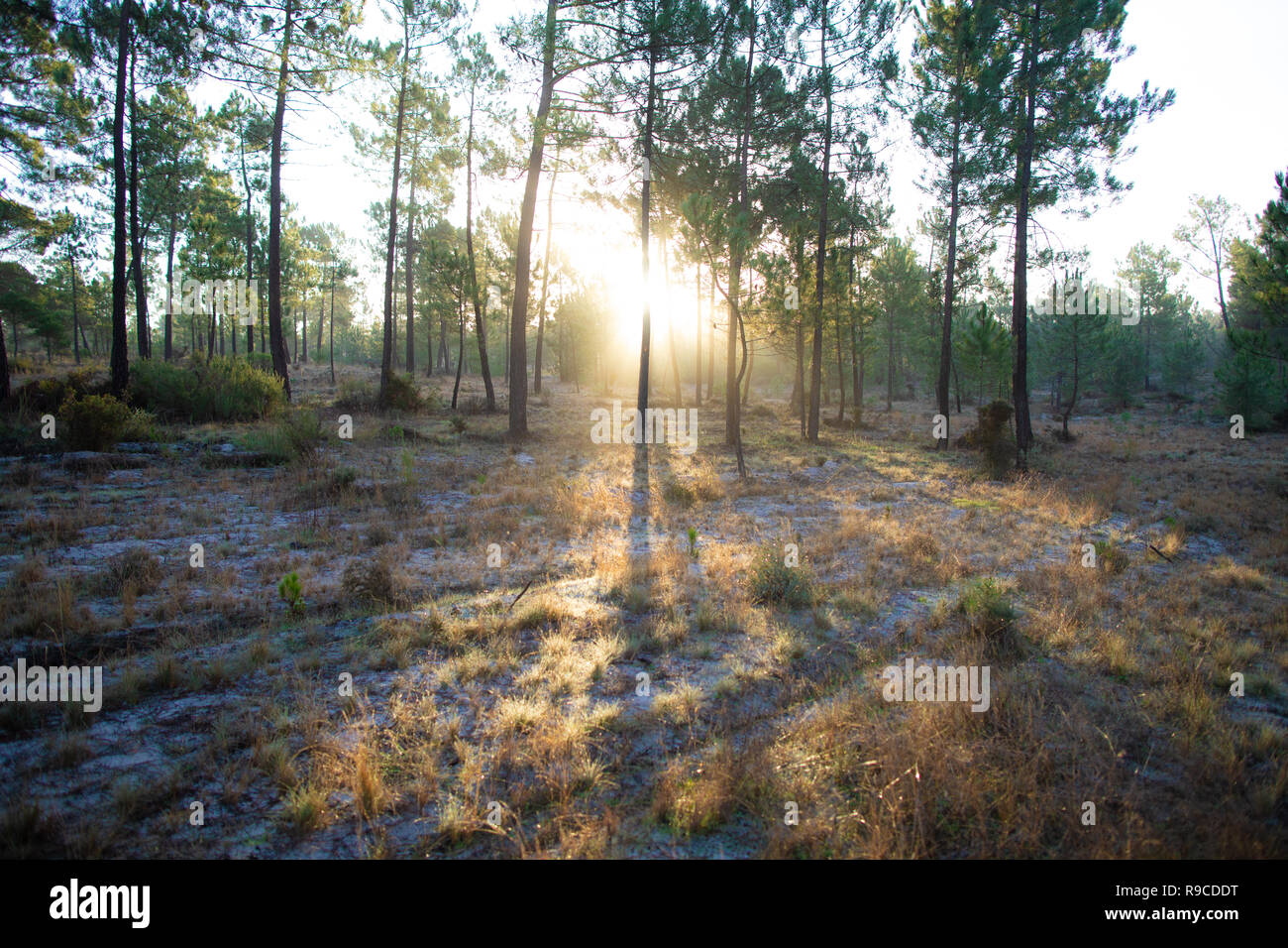 Die maritimen Kiefernwaldes gebadet in der Morgendämmerung Sonnenlicht in Comporta Stockfoto