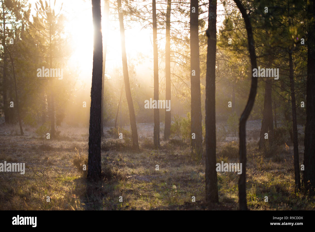 Die maritimen Kiefernwaldes gebadet in der Morgendämmerung Sonnenlicht in Comporta Stockfoto