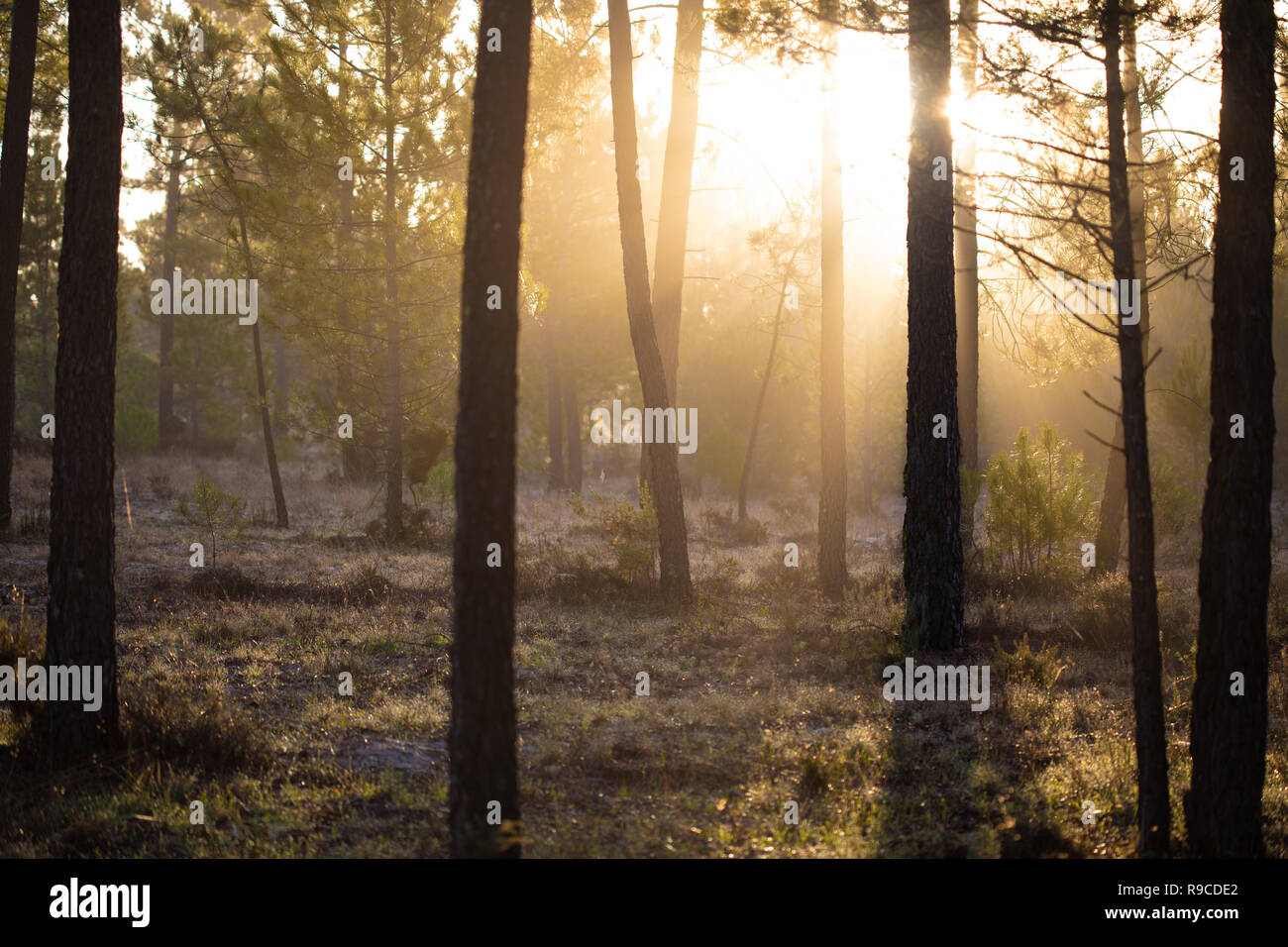 Die maritimen Kiefernwaldes gebadet in der Morgendämmerung Sonnenlicht in Comporta Stockfoto