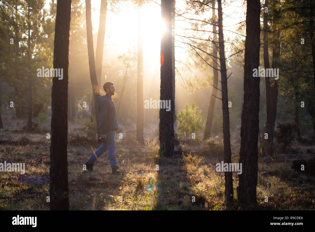 Mann in einem Pinien Wald Stockfoto