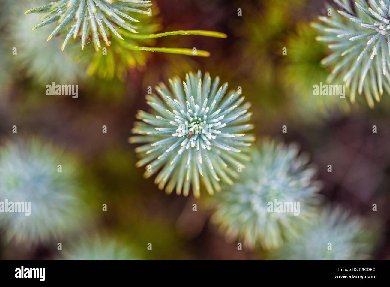 Nahaufnahme einer jungen Maritime Pine Tree Stockfoto