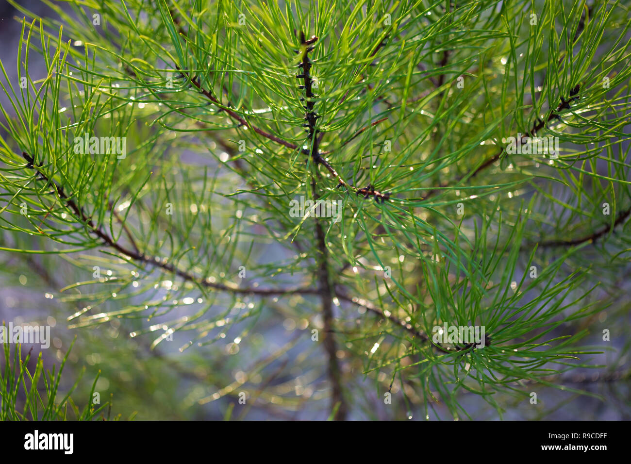 Junge Maritime Pine Tree Stockfoto
