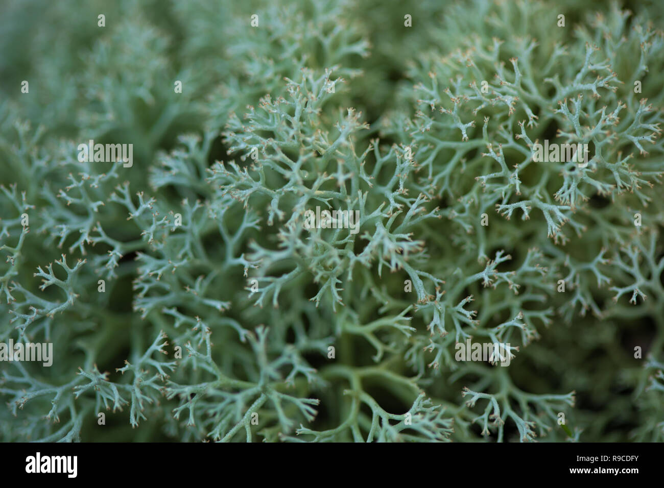 Details einer maritimen Waldboden in Comporta Stockfoto