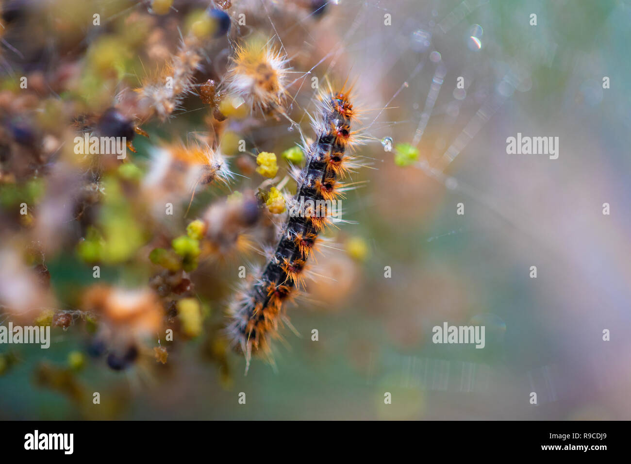 Kiefer Processionary Caterpillar im Nest Stockfoto