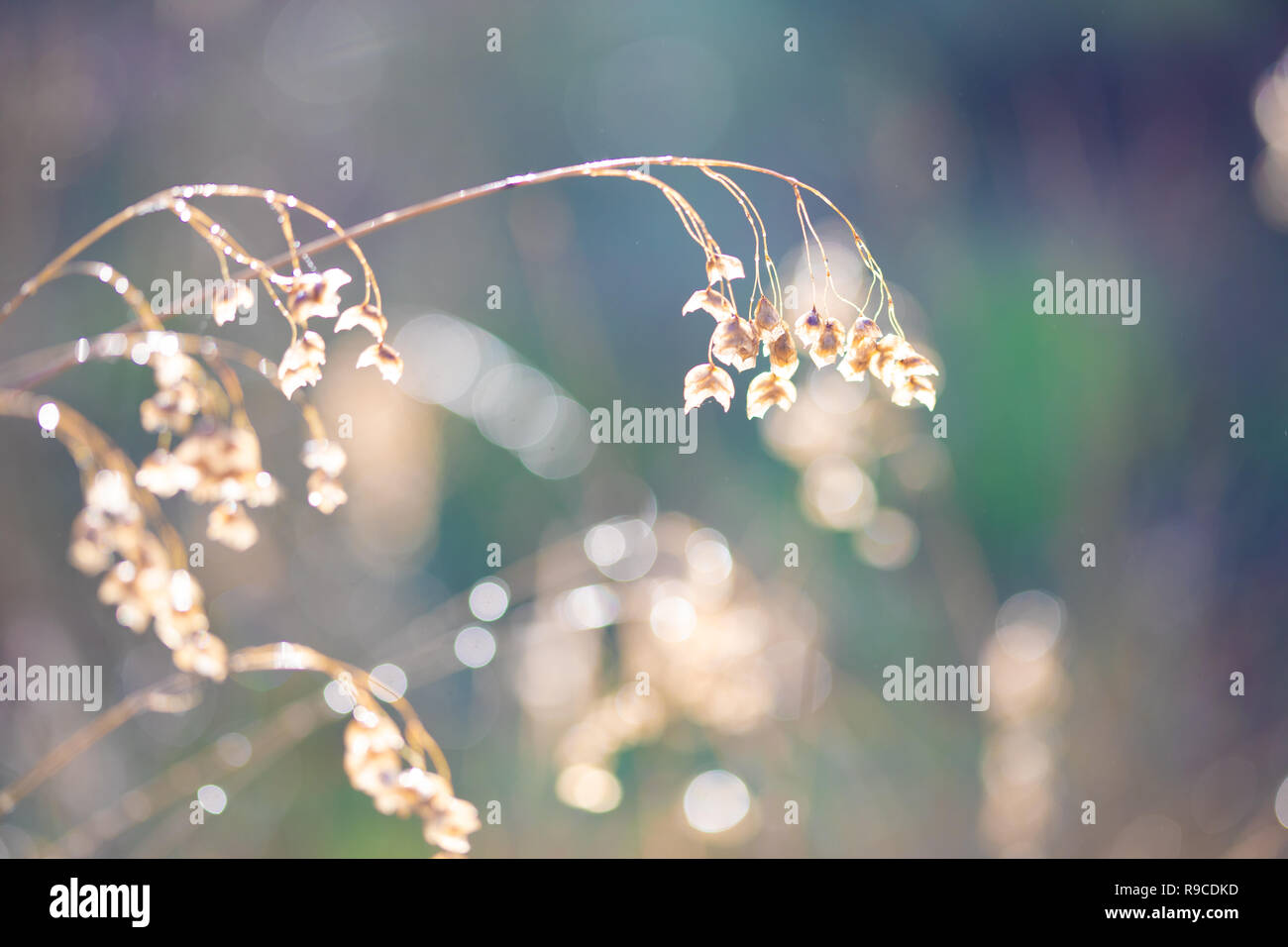 Gräser in der Morgendämmerung Sonnenlicht Stockfoto
