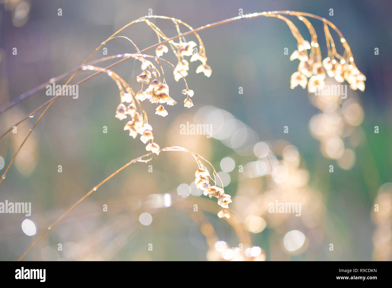 Gräser in der Morgendämmerung Sonnenlicht Stockfoto