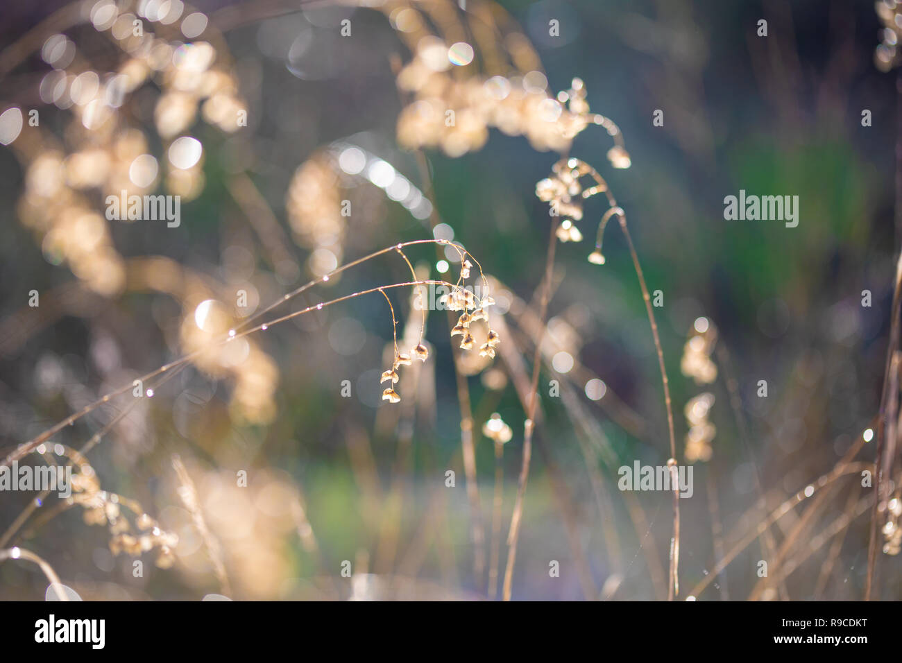 Gräser in der Morgendämmerung Sonnenlicht Stockfoto