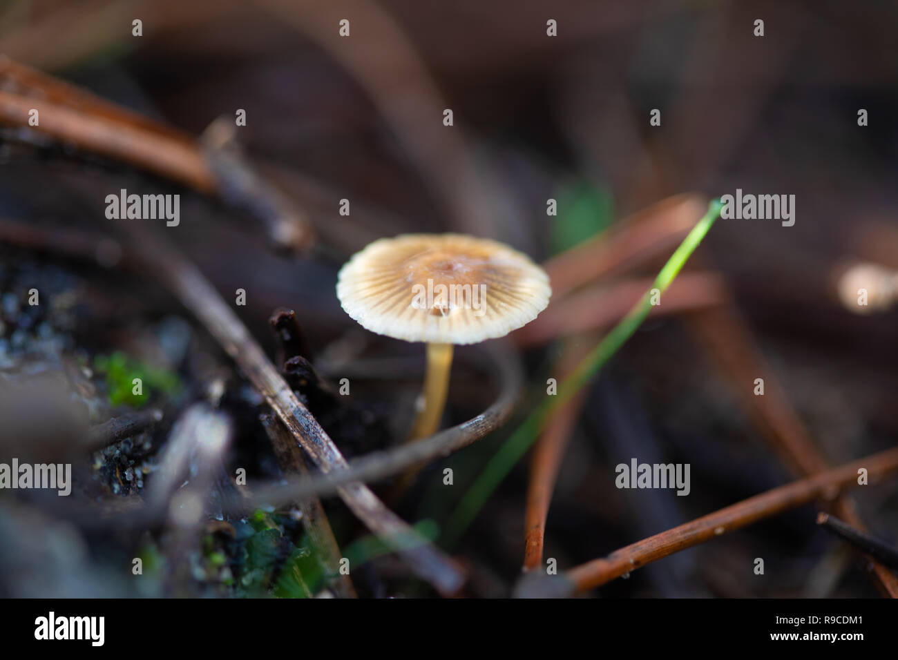 Details einer maritimen Waldboden in Comporta Stockfoto