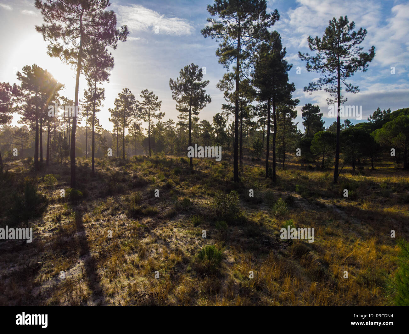 Die maritimen Kiefernwaldes gebadet in der Morgendämmerung Sonnenlicht in Comporta Stockfoto
